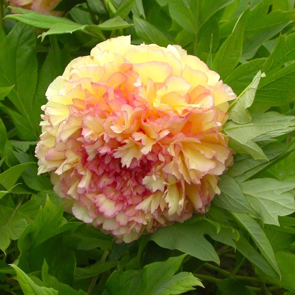 Paeonia suffruticosa 'Jin GE' - bujor arbustiv cu duble bicolore