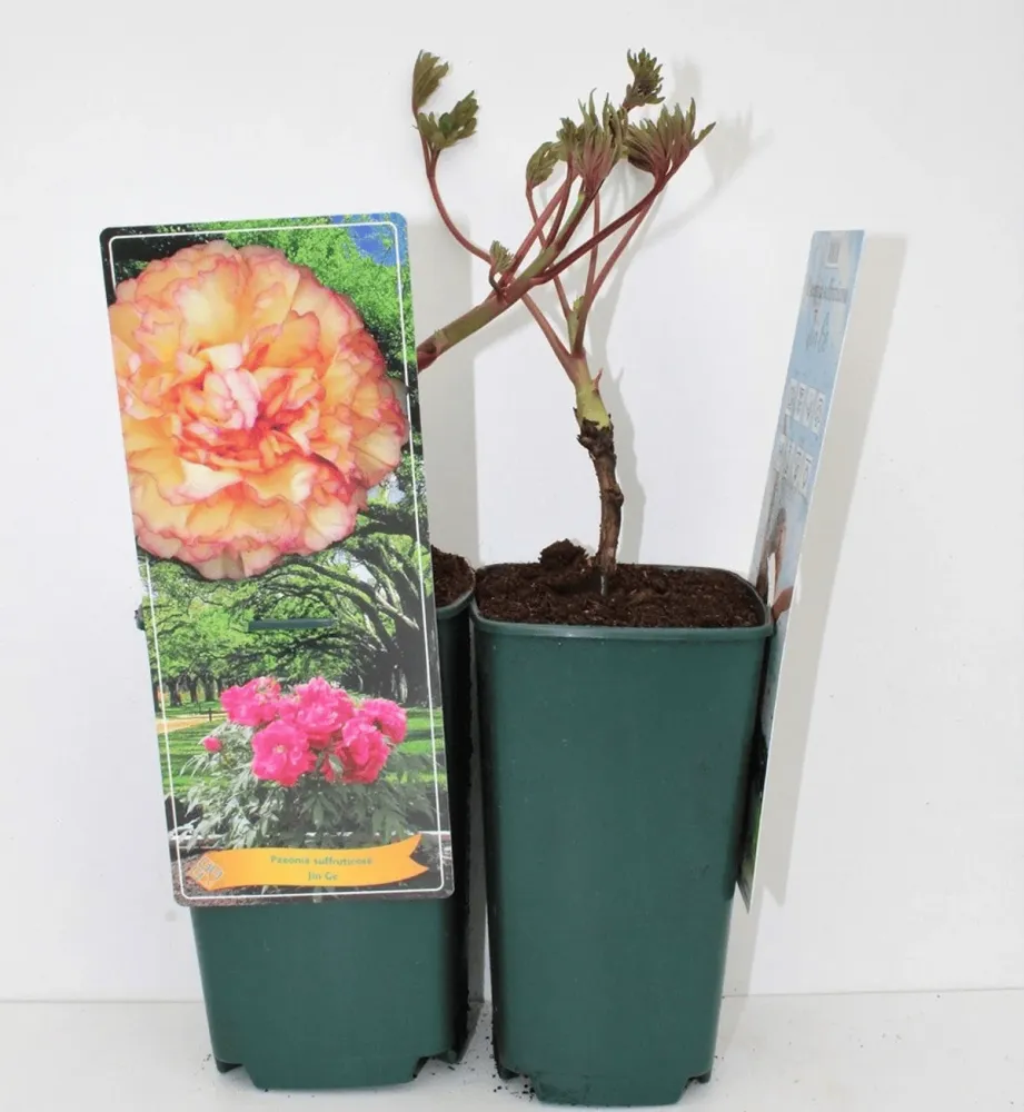 Paeonia suffruticosa 'Jin GE' - bujor arbustiv cu duble bicolore