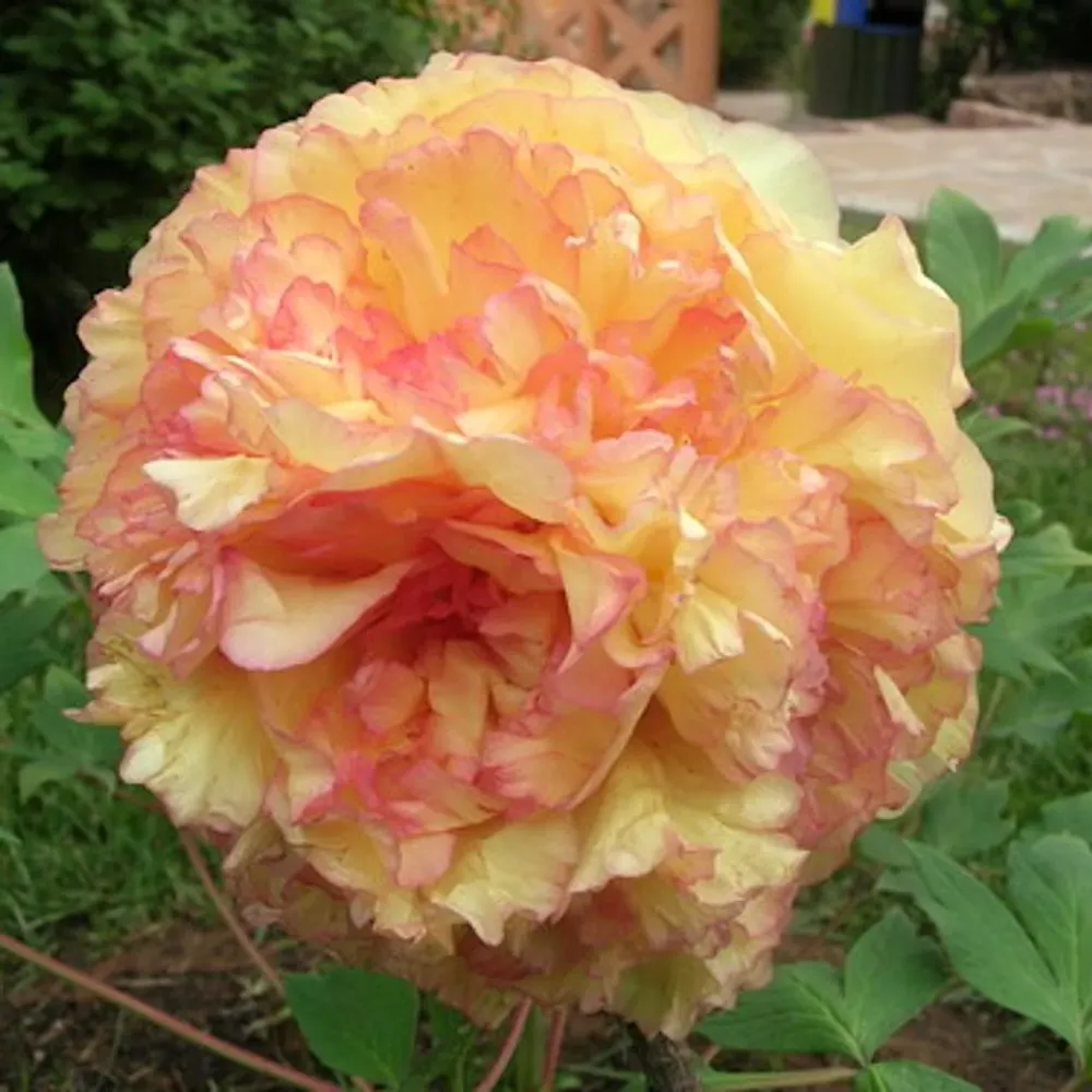 Paeonia suffruticosa 'Jin GE' - bujor arbustiv cu duble bicolore