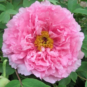 Paeonia suffruticosa 'Rou Fu Rong' - bujor arbustiv roz cu floare dubla