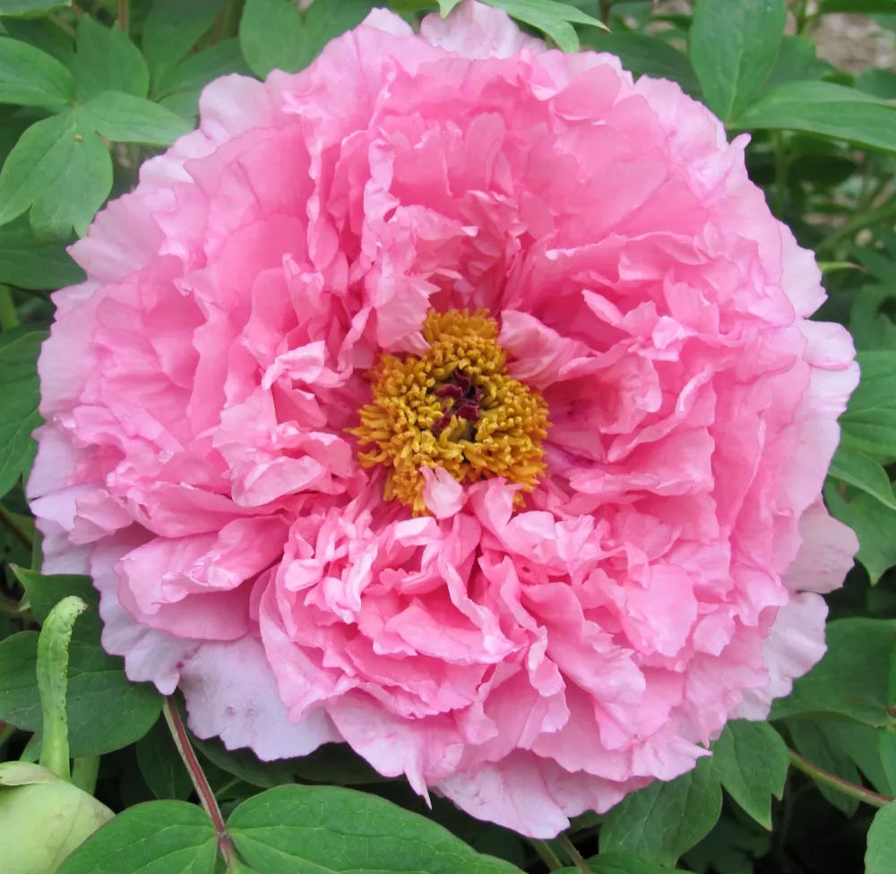 Paeonia suffruticosa 'Rou Fu Rong' - bujor arbustiv roz cu floare dubla