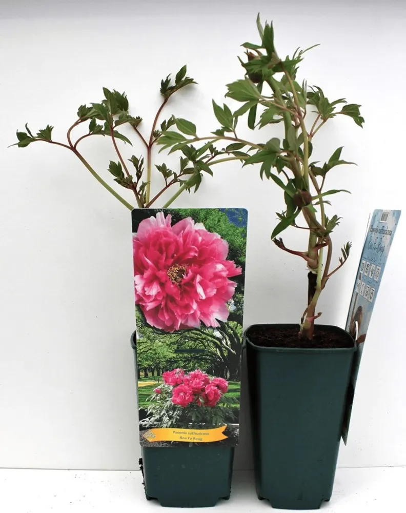 Paeonia suffruticosa 'Rou Fu Rong' - bujor arbustiv roz cu floare dubla