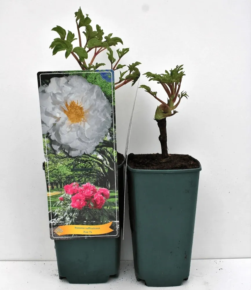 Paeonia suffruticosa 'Xue Ta' - bujor arbustiv alb cu floare dubla