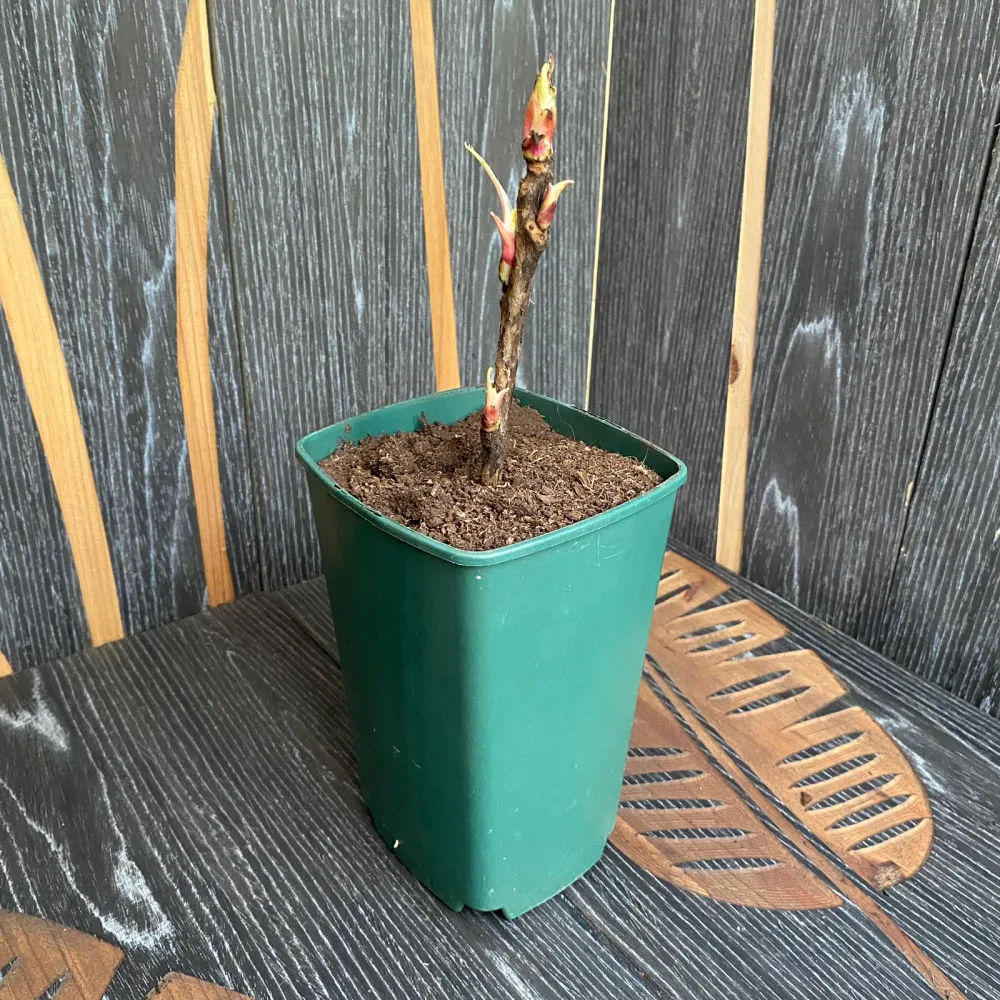 Paeonia suffruticosa 'Xue Ta' - bujor arbustiv alb cu floare dubla