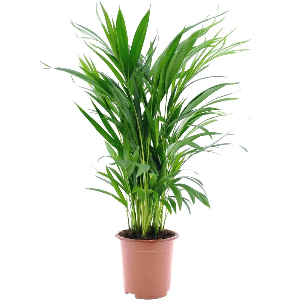 Palmier Areca - Chrysalidocarpus lutescens H80cm