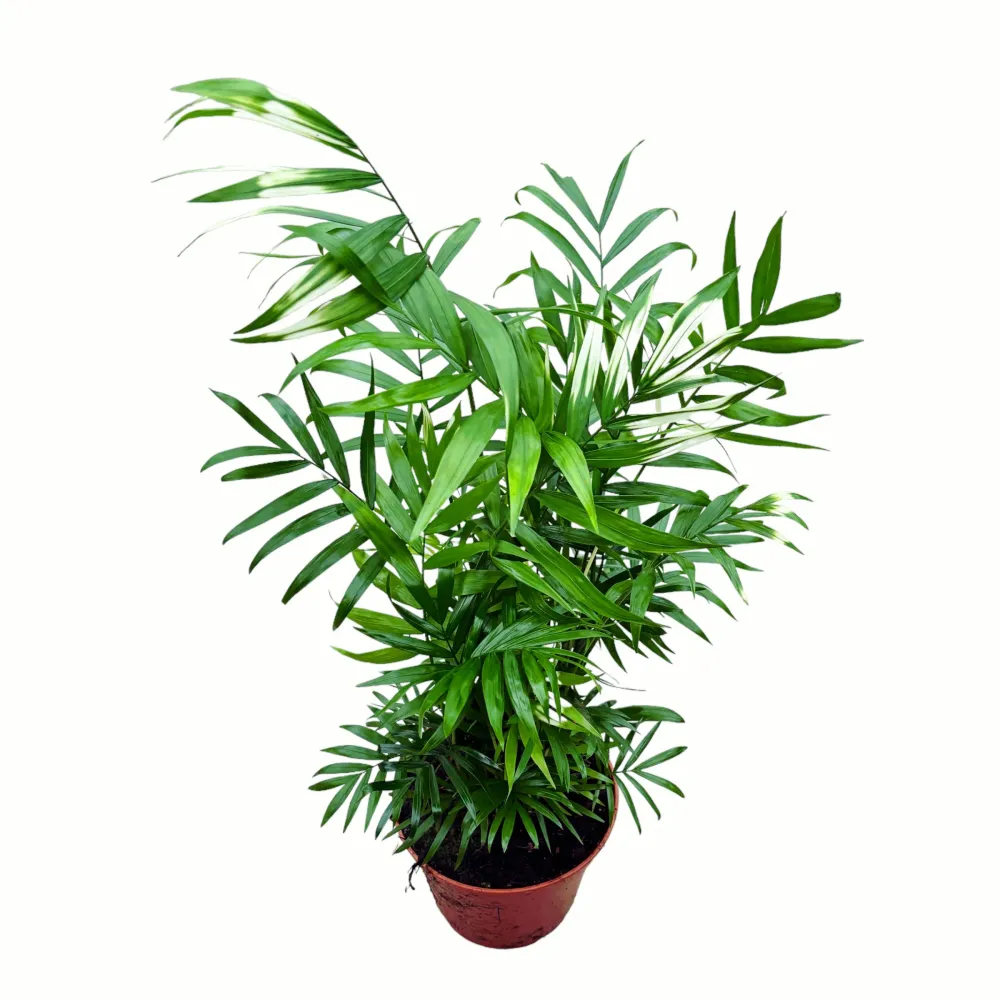 Palmier Chamaedorea elegans 'Variegata'- frunze variegate