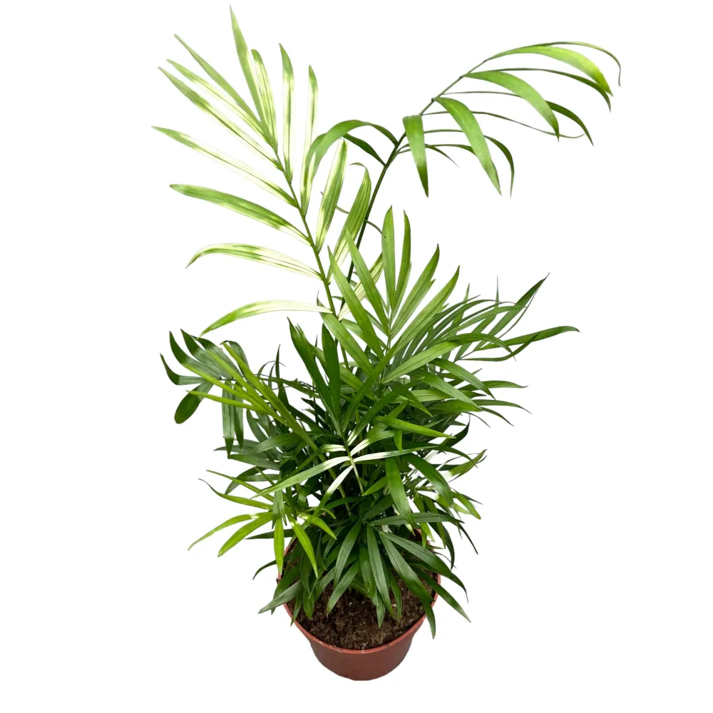Palmier Chamaedorea Elegans Variegata (frunze variegate)