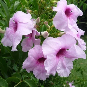 Pandorea jasminoides - flori parfumate