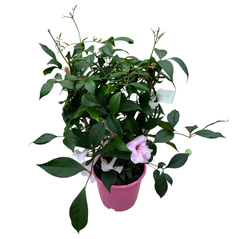 Pandorea jasminoides - flori parfumate