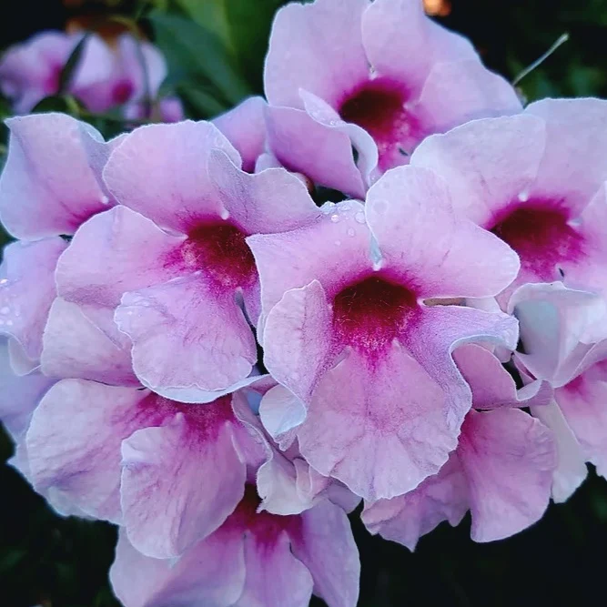 Pandorea jasminoides - flori parfumate