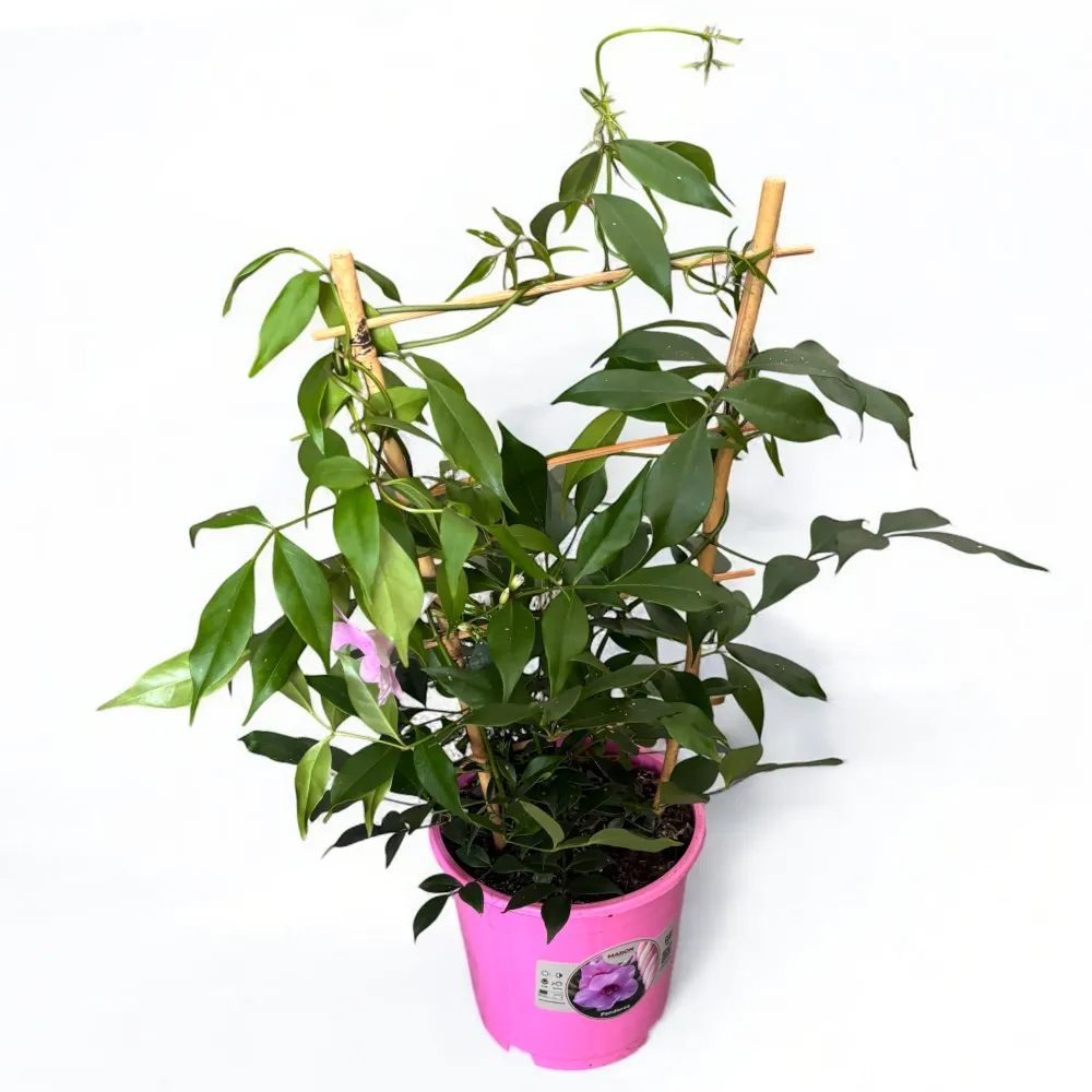 Pandorea jasminoides - flori parfumate