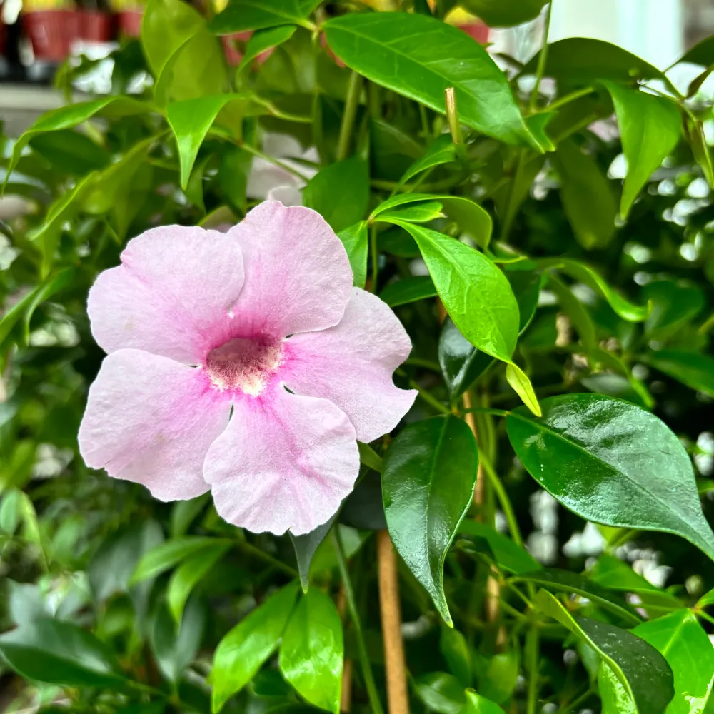 Pandorea jasminoides - flori parfumate