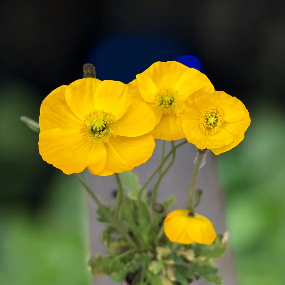 Papaver nudicaule ‘Gartenzwerg’ (mac islandez pitic)