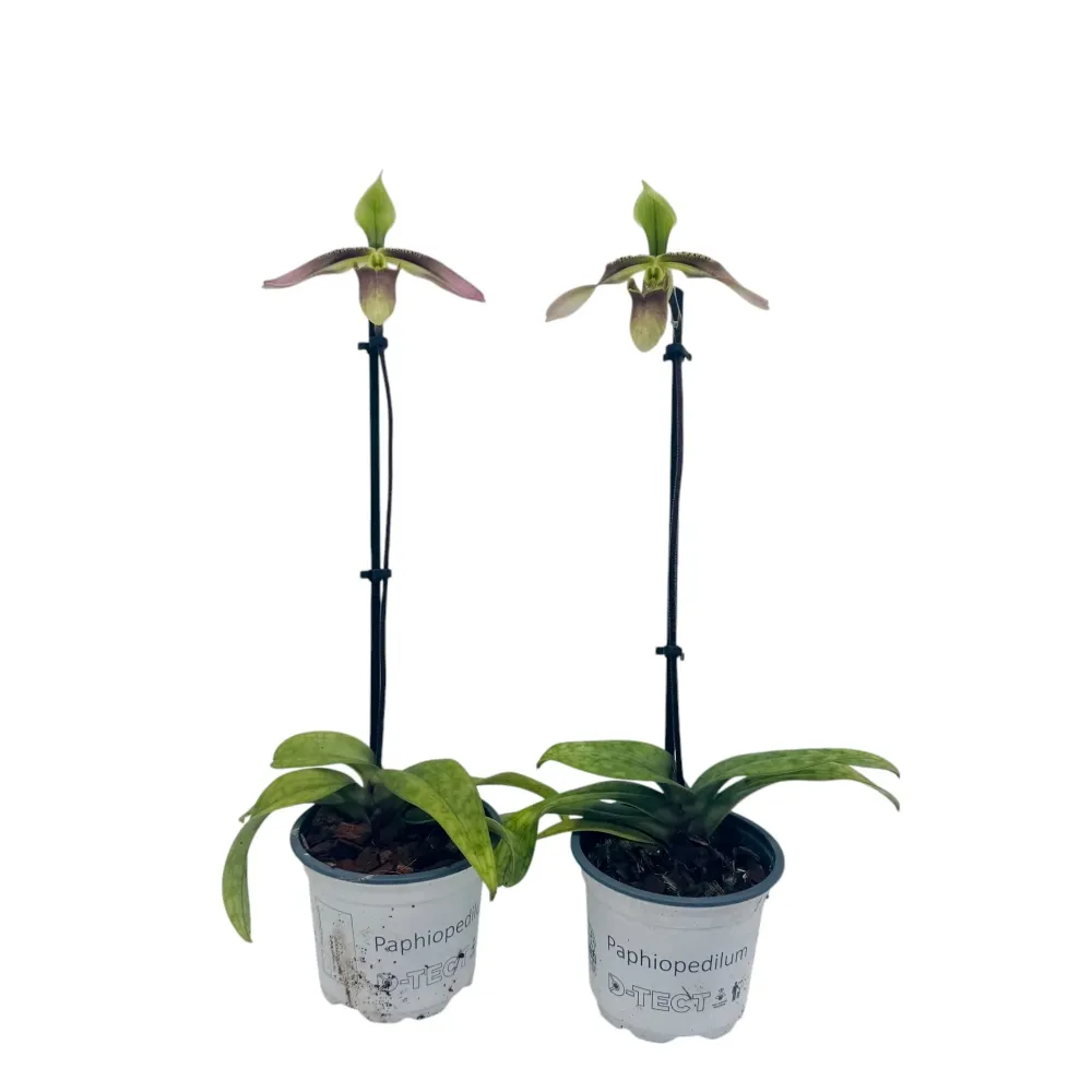 Paphiopedilum appletonianum (syn. Paph. wolterianum)