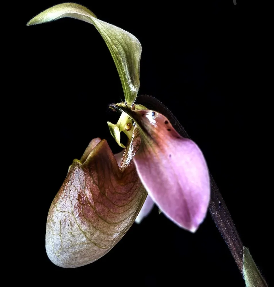 Paphiopedilum appletonianum (syn. Paph. wolterianum)