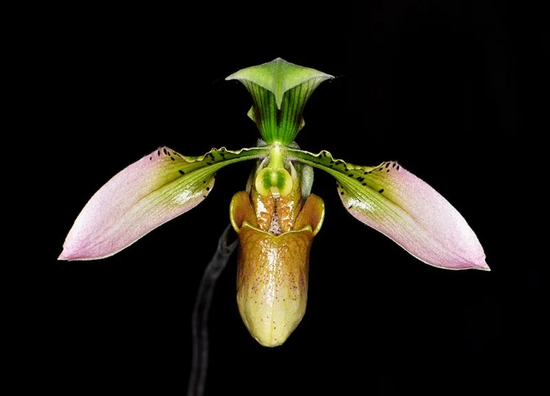 Paphiopedilum appletonianum (syn. Paph. wolterianum)