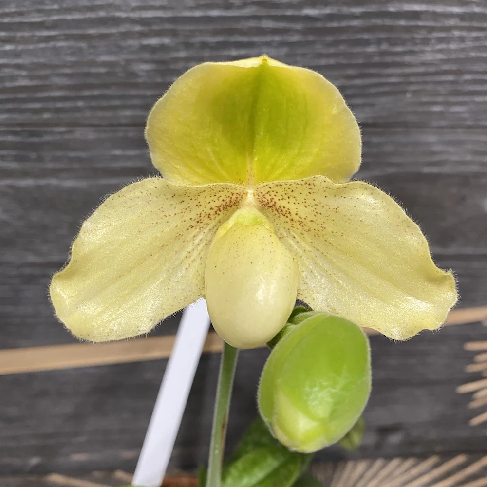 Paphiopedilum chamberlainianum "kaline" x Godefroyae var. leucochilum *secvential/multiflower