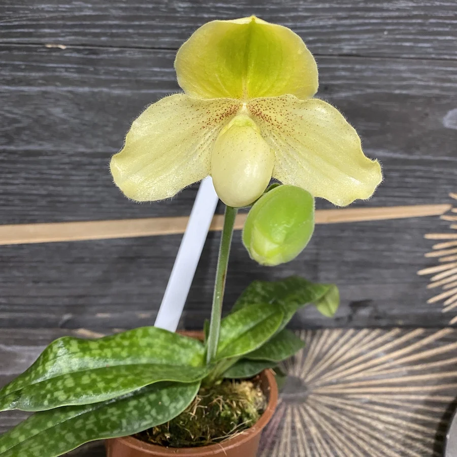 Paphiopedilum chamberlainianum "kaline" x Godefroyae var. leucochilum *secvential/multiflower