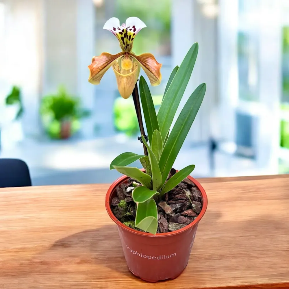Paphiopedilum gratrixianum