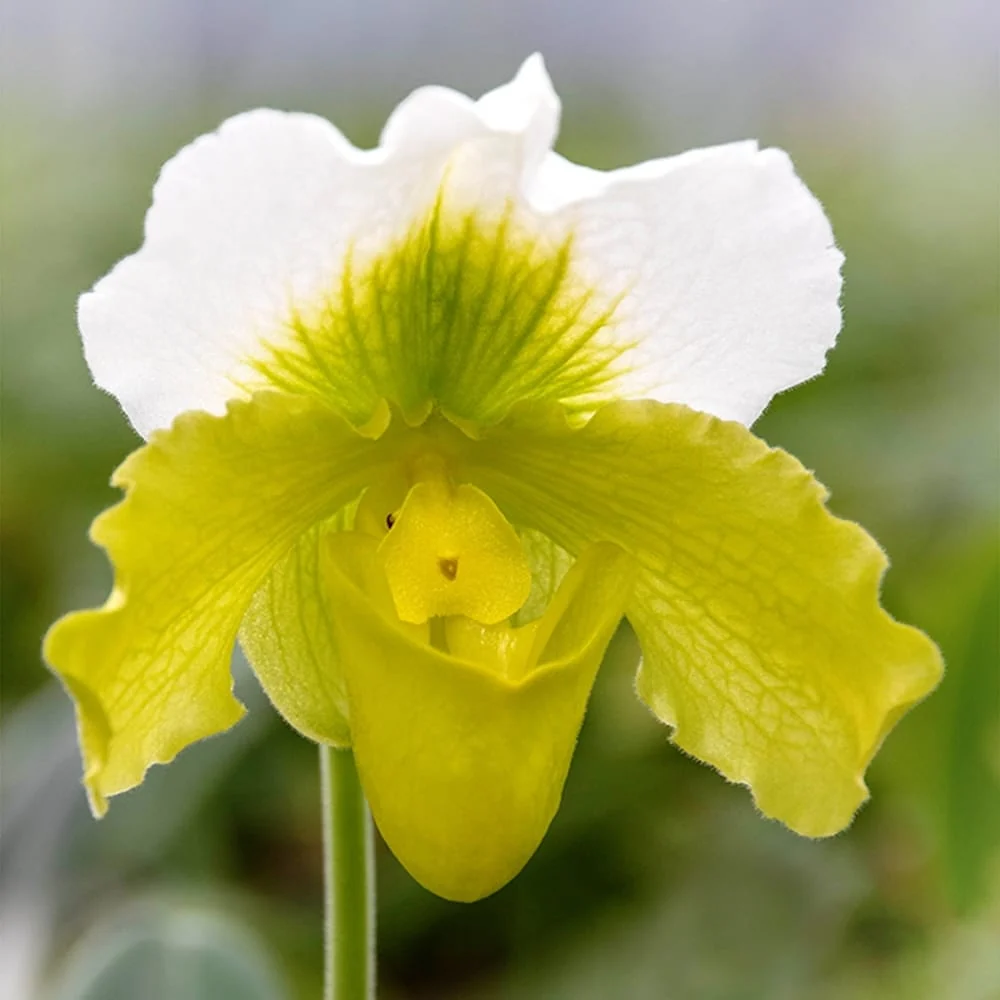 Paphiopedilum Magic Mountain-Honda Gold (Flori XL!)