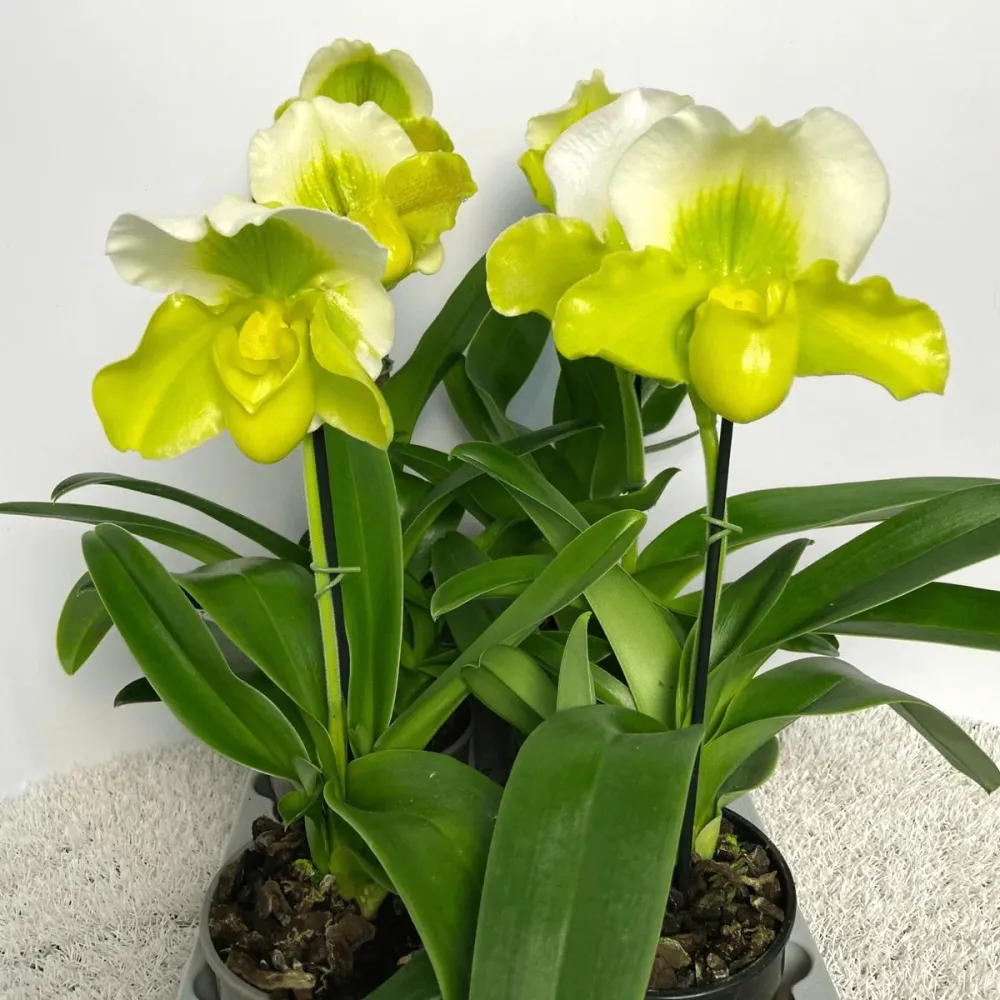 Paphiopedilum Magic Mountain-Honda Gold (Flori XL!)