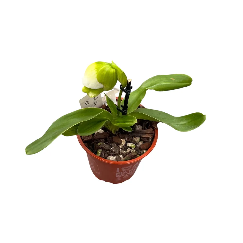 Paphiopedilum Magic Mountain-Honda Gold (Flori XL!)