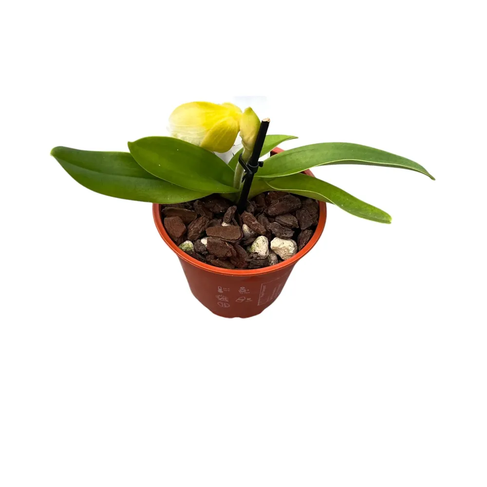 Paphiopedilum Magic Mountain-Honda Gold (Flori XL!)