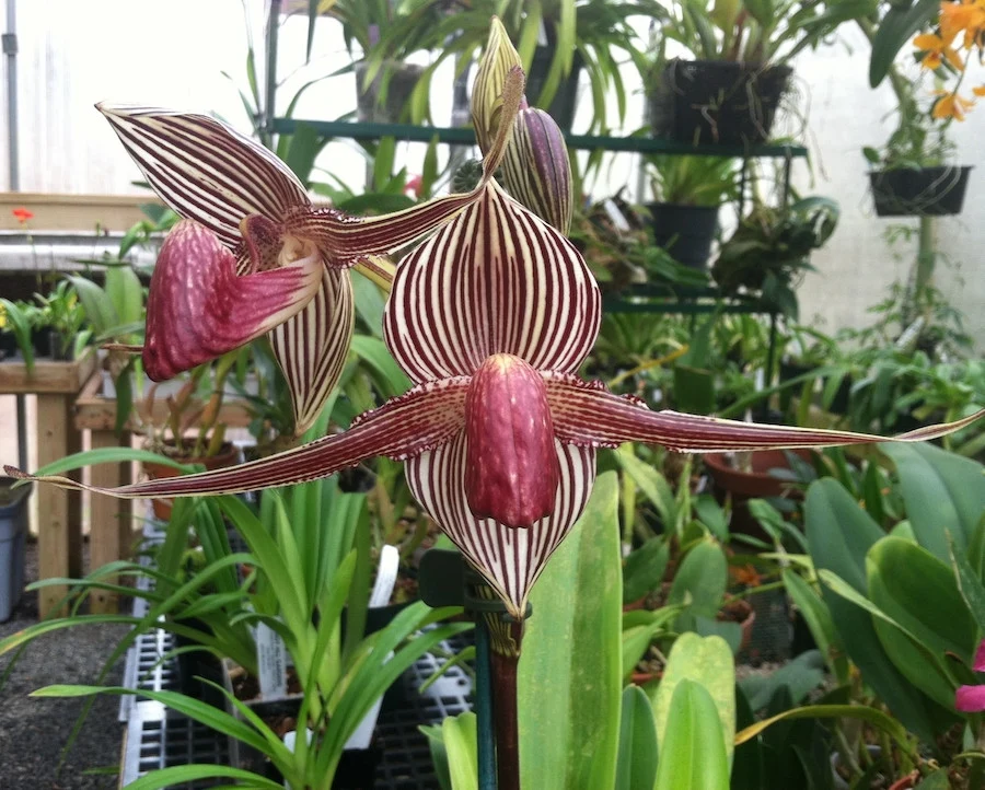 Paphiopedilum rothschildianum (Kinabalu Gold)