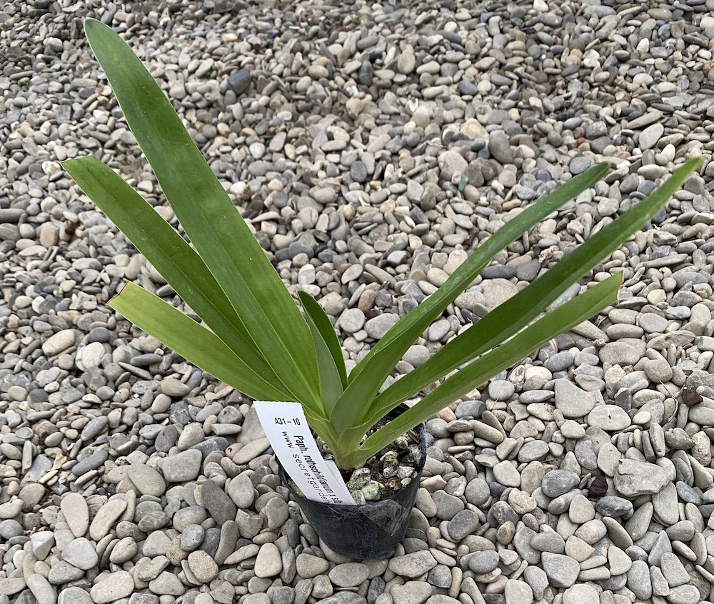 Paphiopedilum rothschildianum (Kinabalu Gold)
