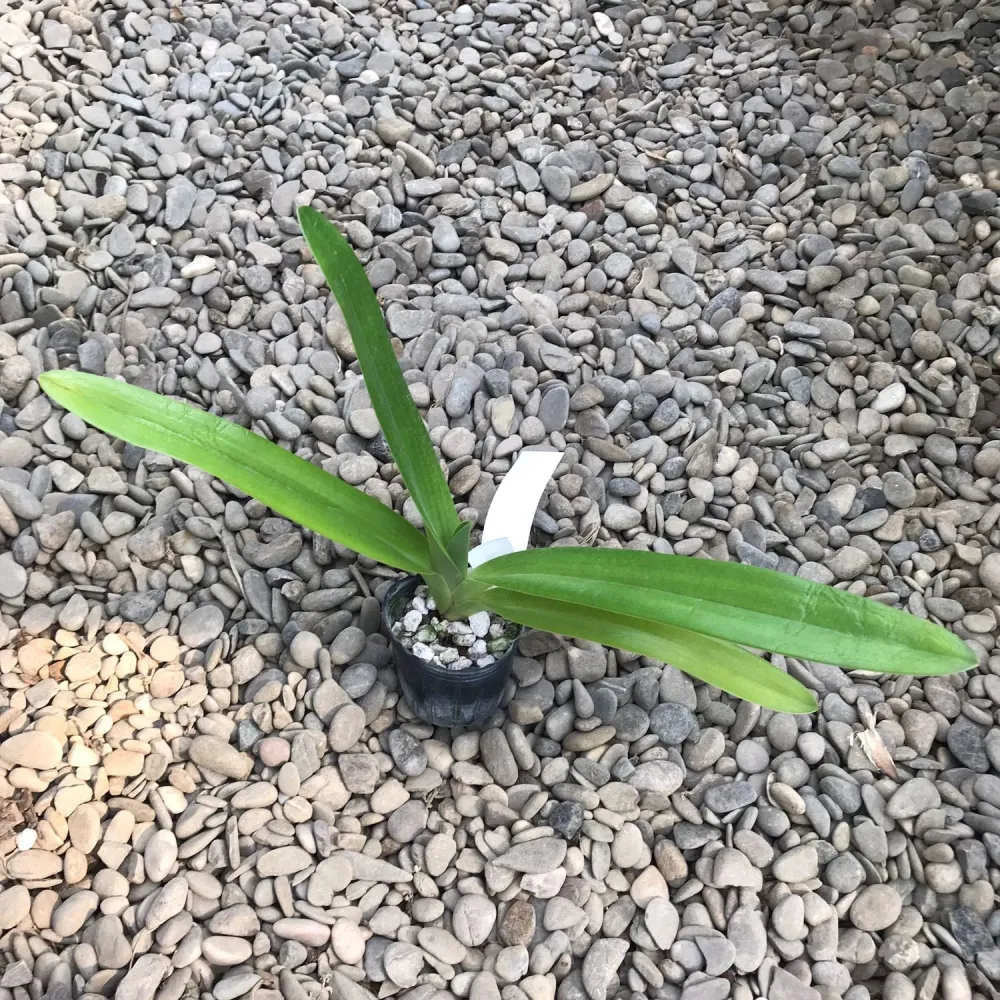 Paphiopedilum rothschildianum (Kinabalu Gold)