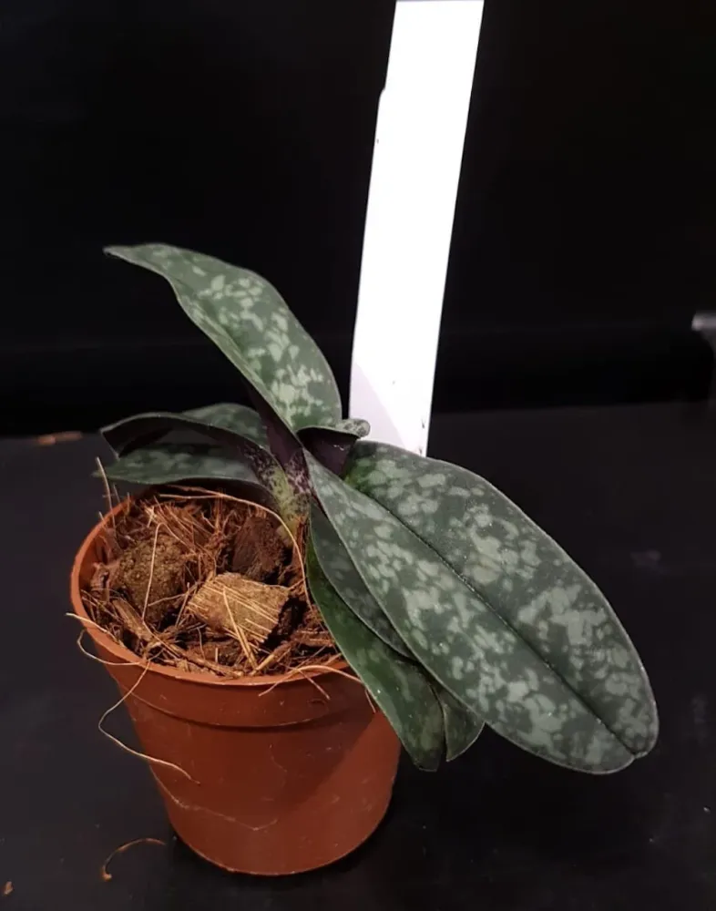 Paphiopedilum Sakaki (bellatulum x wenshanense)