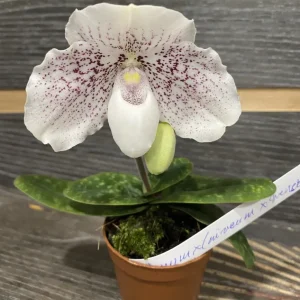 Paphiopedilum thaianum x (niveum x wenshanense) (Secvential/Multiflower)