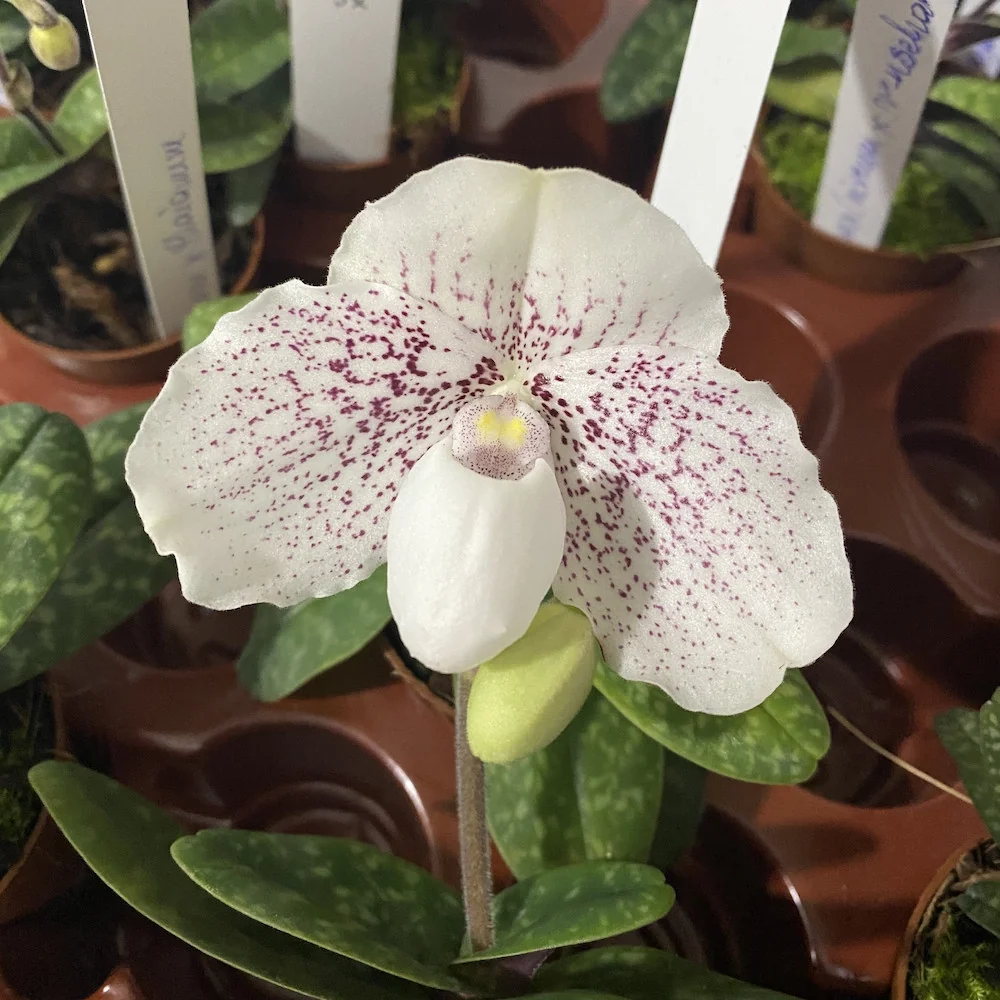 Paphiopedilum thaianum x (niveum x wenshanense) (Secvential/Multiflower)