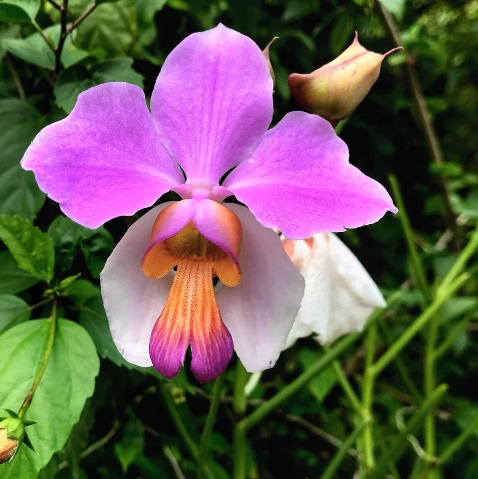 Papilionanthe teres (exemplare XL)