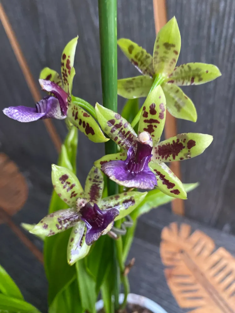 Paradisanthus Micranthus x Zygopetalum Titanic