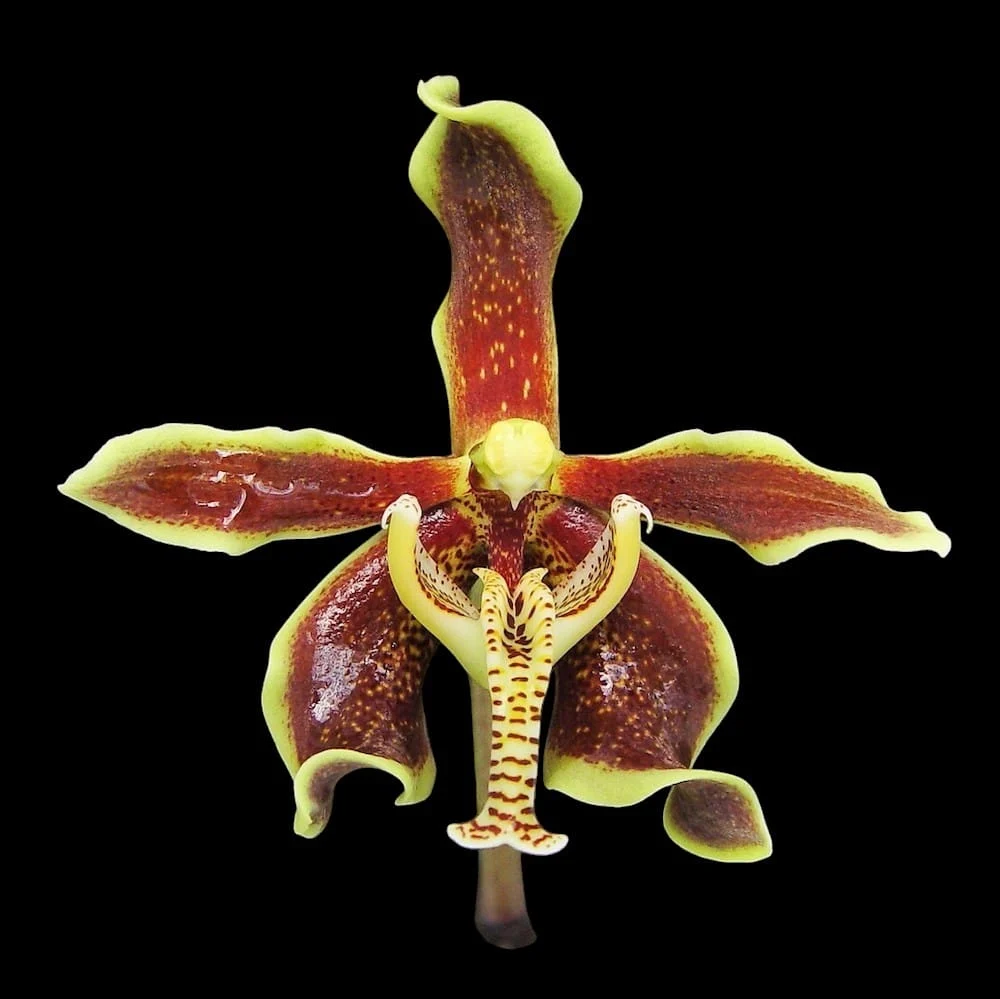 Paraphalaenopsis labukensis - parfum de scortisoara