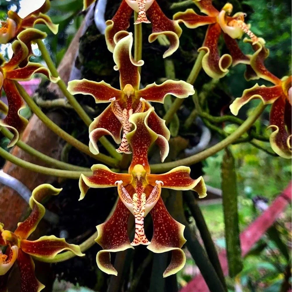 Paraphalaenopsis labukensis - parfum de scortisoara