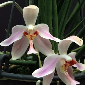 Paraphalaenopsis laycockii - flori parfumate