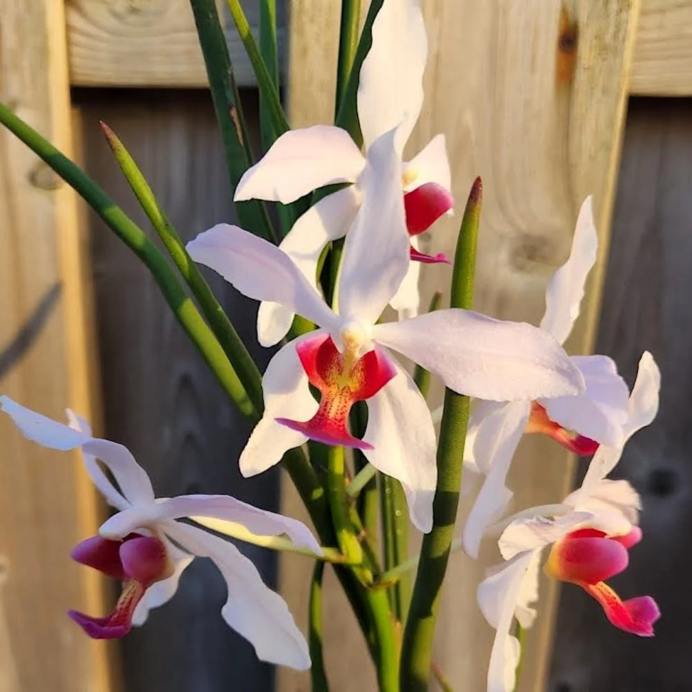 Paraphalanthe Frida (Pplt. De La Salle × Pps. laycockii) - flori parfumate