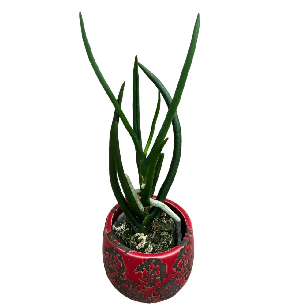 Paraphalanthe Frida (Pplt. De La Salle × Pps. laycockii) - flori parfumate