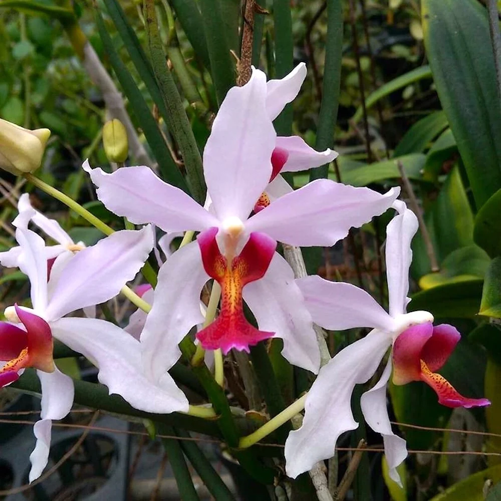 Paraphalanthe Frida (Pplt. De La Salle × Pps. laycockii) - flori parfumate