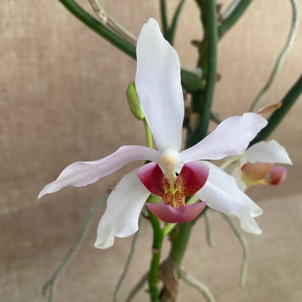 Paraphalanthe Frida (Pplt. De La Salle × Pps. laycockii) - flori parfumate