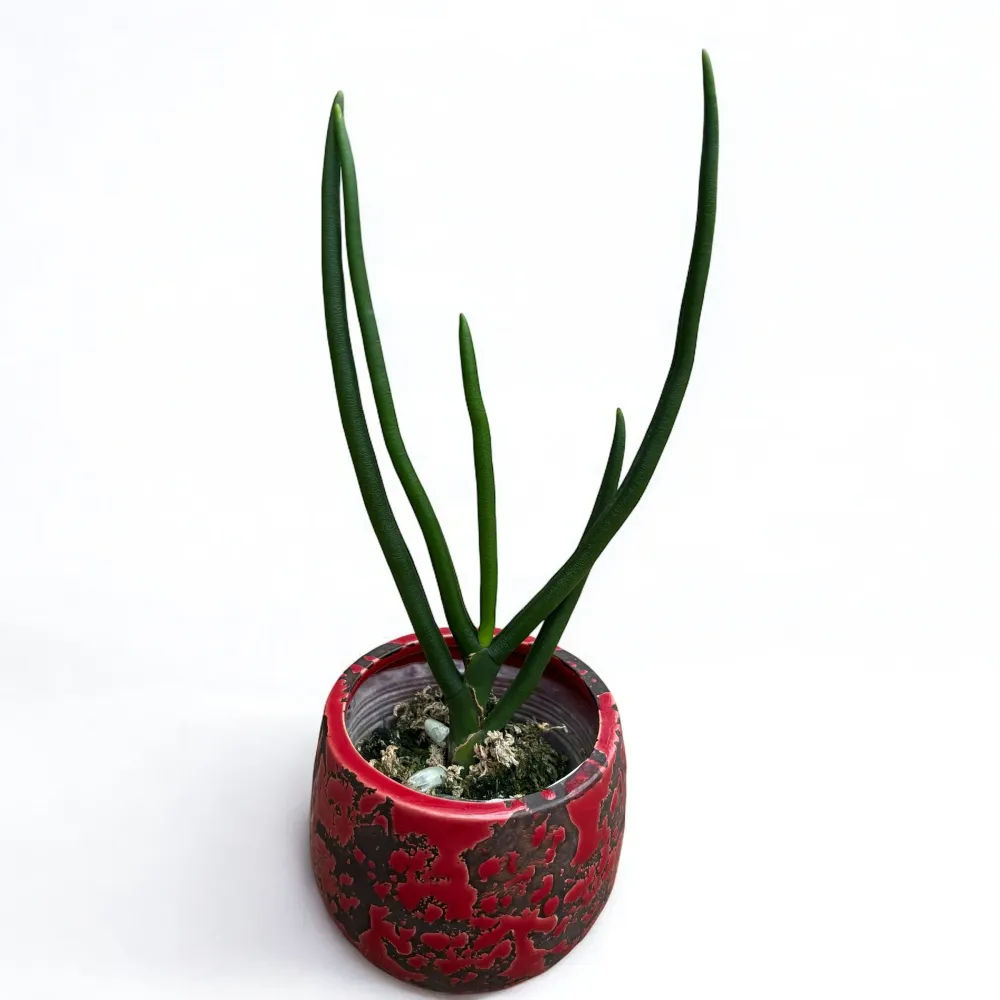 Paraphalanthe Frida (Pplt. De La Salle × Pps. laycockii) - flori parfumate