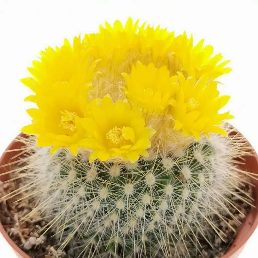Parodia Chrysacanthion