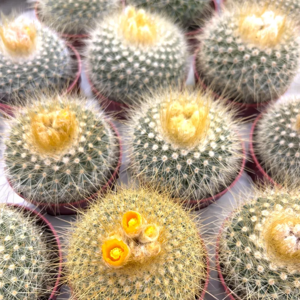 Parodia Chrysacanthion