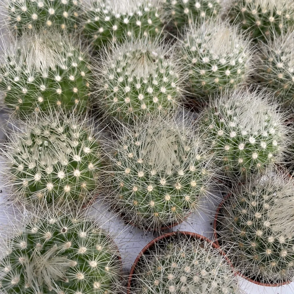 Parodia penicillata