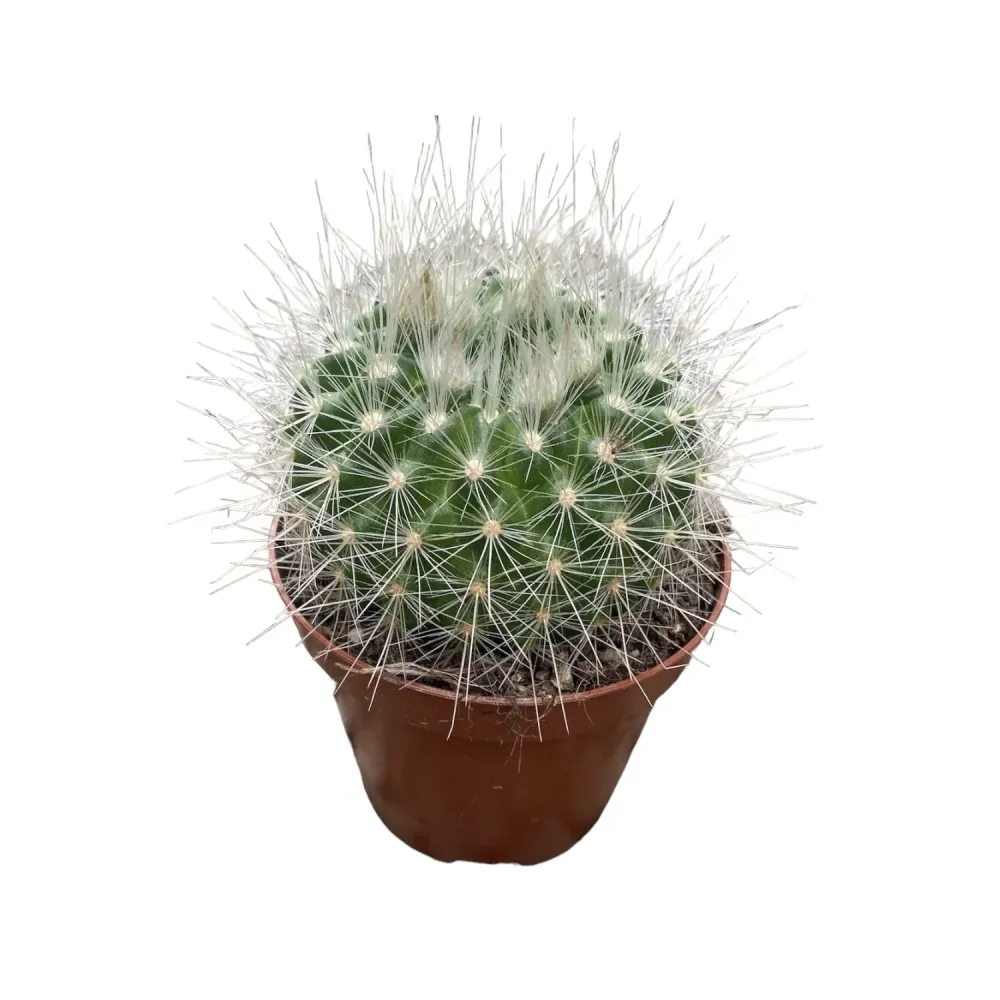 Parodia penicillata