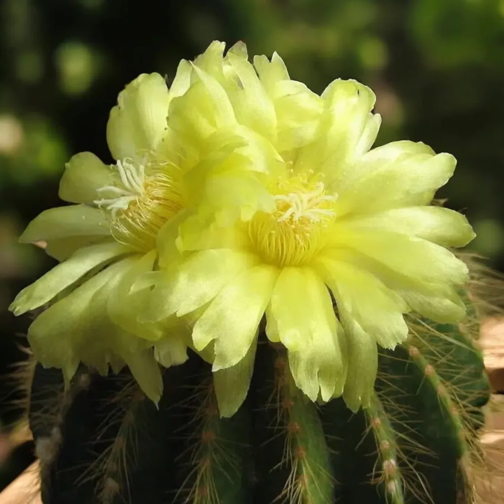 Parodia warasii – cactusul globular cu flori galbene spectaculoase