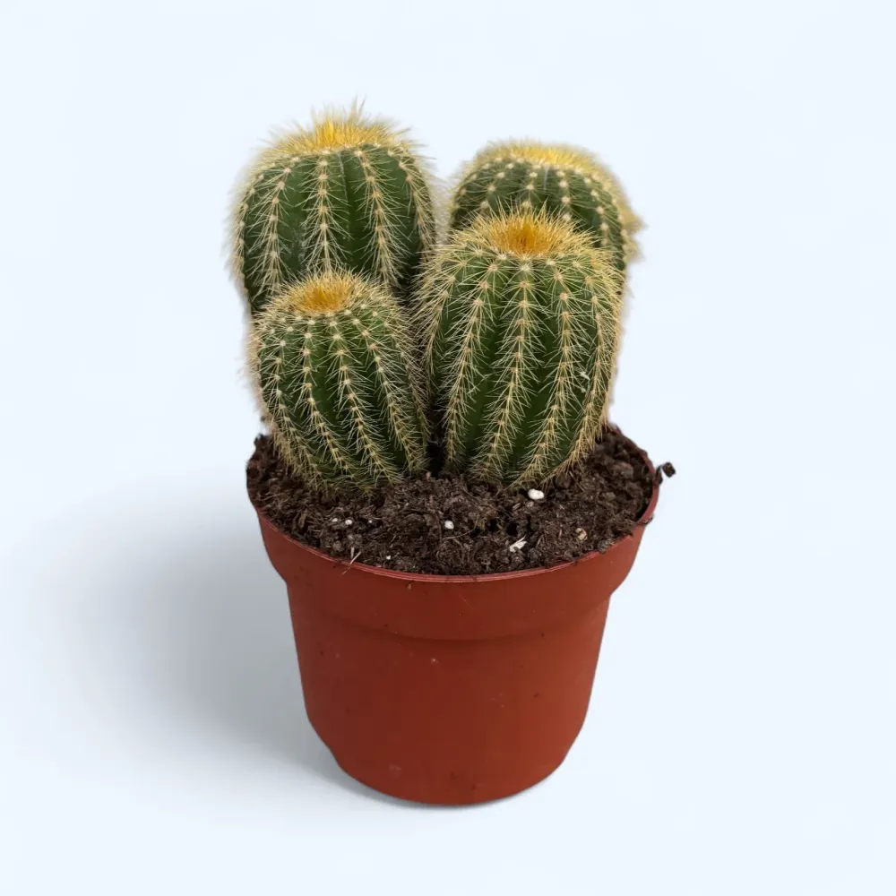 Parodia warasii – cactusul globular cu flori galbene spectaculoase