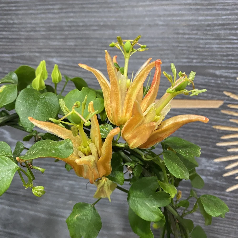 Passiflora Aurantia - floarea pasiunii portocalie